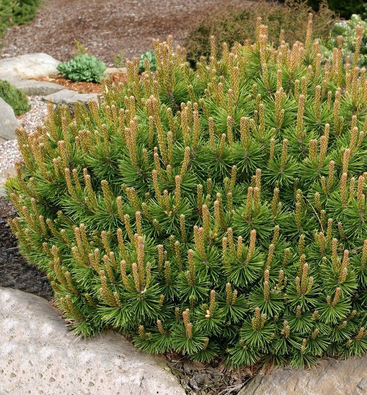 Slowmound Mugo Pine Natorp S Online Plant Store